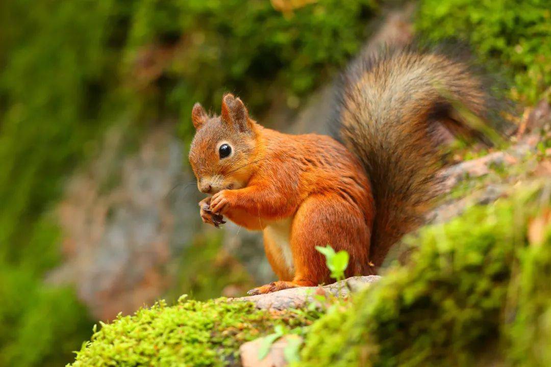 red squirrel uk